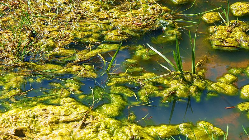 Planeta vivo - Humedales en mal estado - 21/02/24