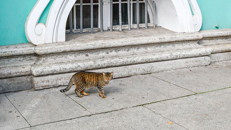 Daños culturales en Ucrania. San Patricio y los gatos del Hermitage - Canal Europa | Escuchar