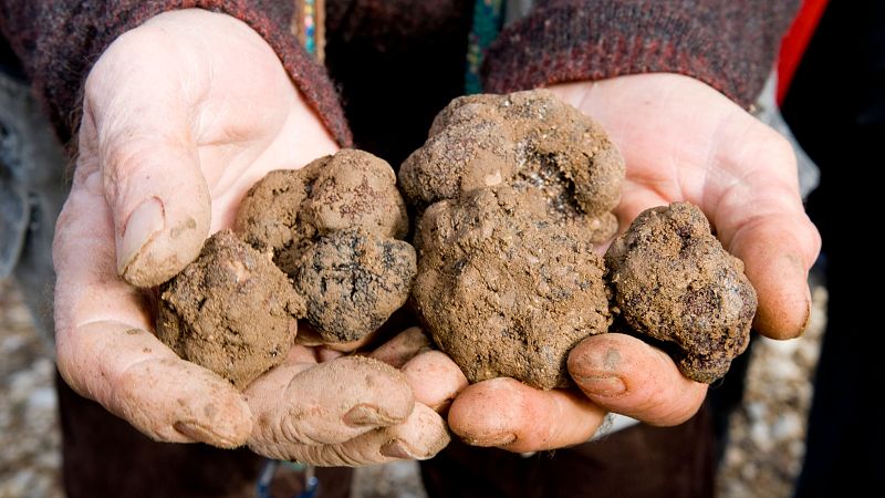 Global 5 - Trufa de Soria (I): formación de la trufa negra de invierno - 27/02/24 - Escuchar ahora