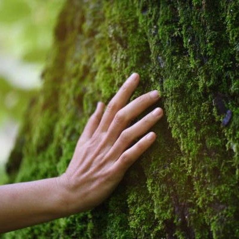 Europa abierta - Aprobada la Ley de Restauración de la Naturaleza
