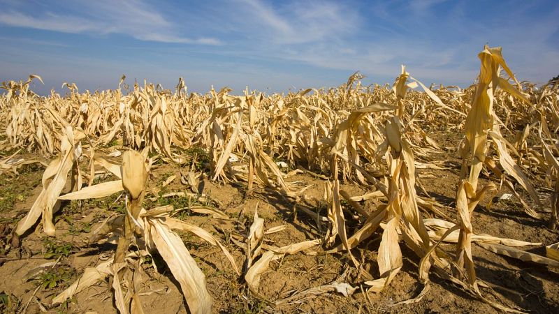 Las Mañanas de RNE - Cultivos más resistentes a la sequía: biotecnología frente al cambio climático