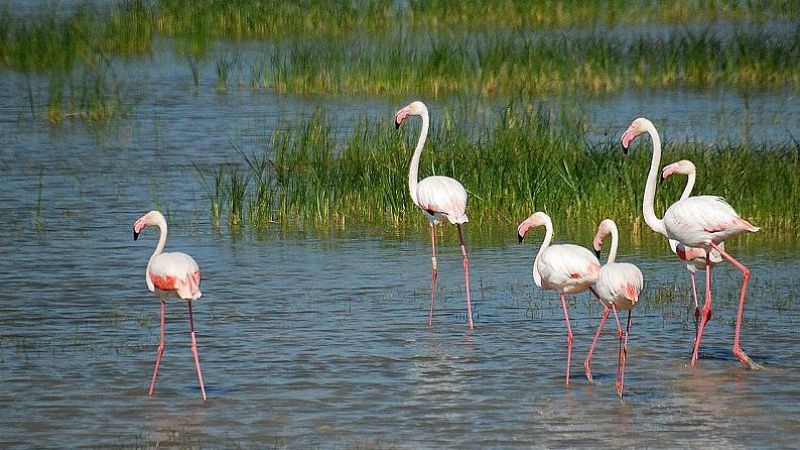 En clave Turismo - Observamos la fauna de las lagunas y marismas españolas - 05/03/24 - escuchar ahora