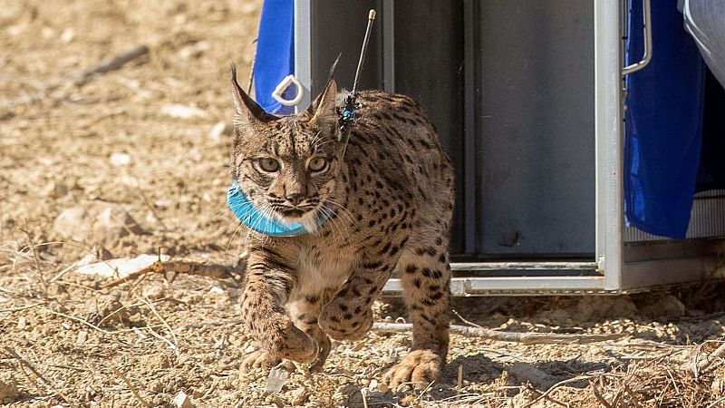 Reportajes Emisoras - Zamora - Los agricultores rechazan la reintroducción del lince ibérico en Castilla y León - 05/03/24