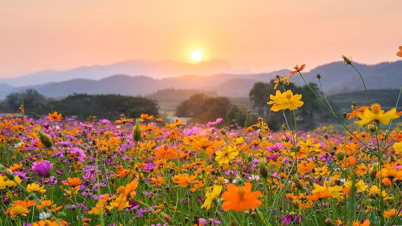 10.000 lugares para viajar con Ángela Gonzalo - Viajes sensoriales en Primavera - 23/03/24 - Escuchar ahora