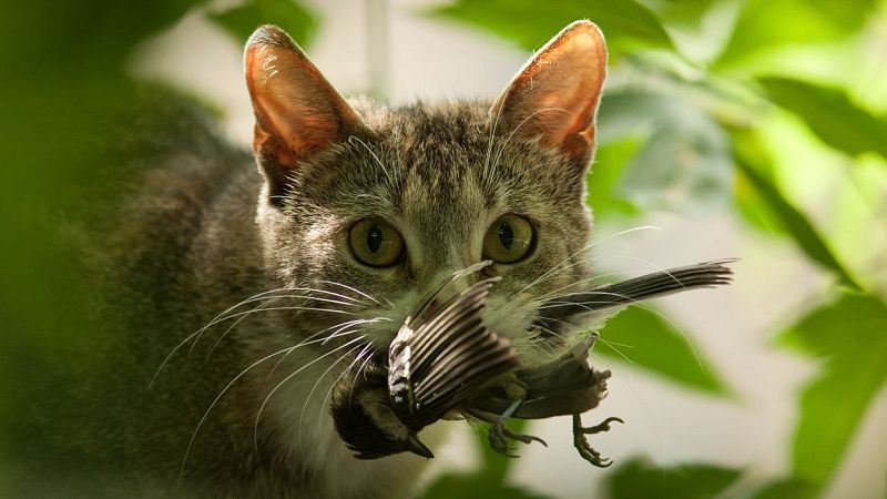 Más cerca - Gatos y biodiversidad. ¿una convivencia imposible? - Escuchar ahora