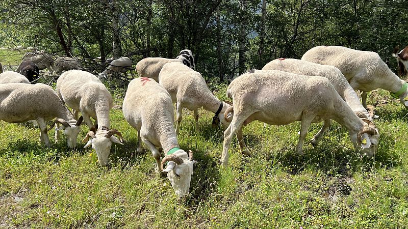 Ovelles bomberes: l'últim recurs per prevenir incendis | MARÍA GÓMEZ