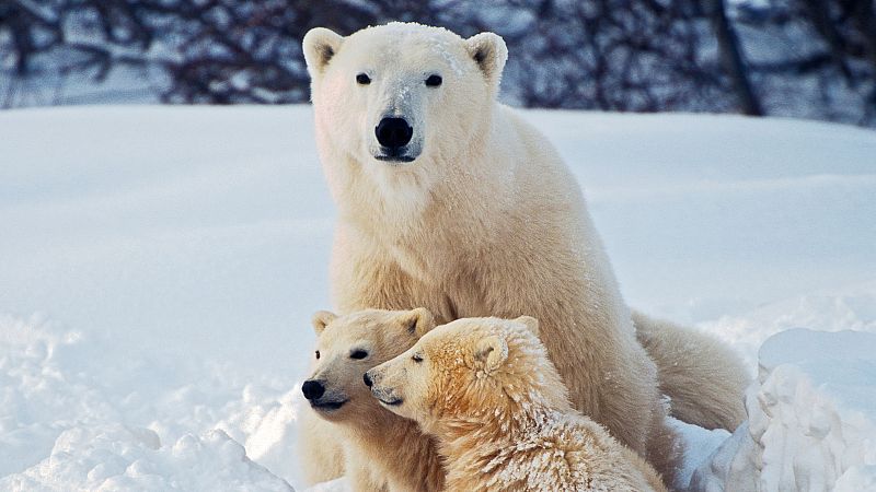 Instinto animal en Radio 5 - Osos polares - 20/04/24 - Escuchar ahora