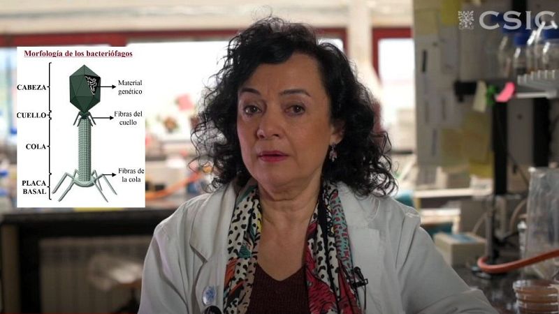 Fagoterapia: virus contra las bacterias superresistentes - Escuchar ahora