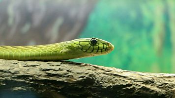 El vuelo de la alondra: Deja marchar a las serpientes