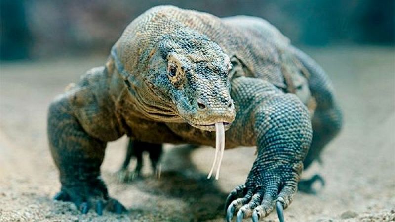 Gente despierta - 1a hora: Curiosidades animales - El palabrista - Los malos - 19/04/24