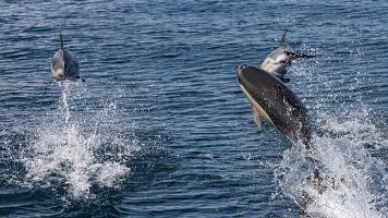 Setbal (IV): Convento de Jess y los golfinhos (delfines)