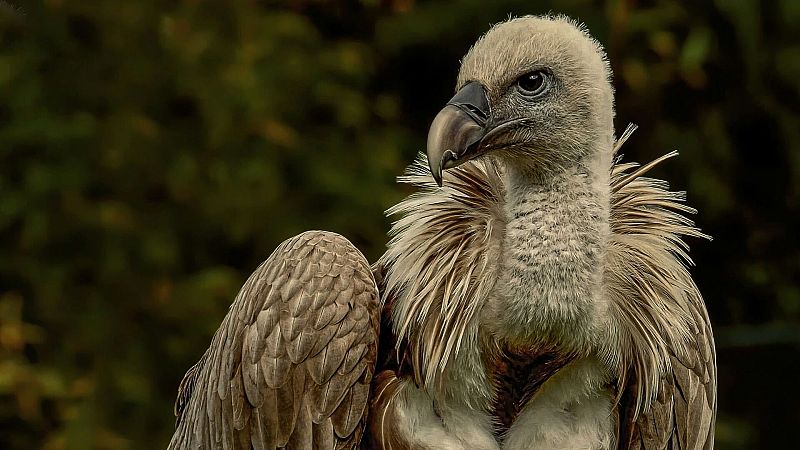 El gallo que no cesa - El vuelo de la alondra: El turismo afecta a los buitres - Escuchar ahora