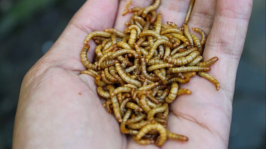 La mayor granja de insectos del mundo estar en Espaa