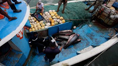 Cul es la situacin de la pesca ilegal en Mxico?