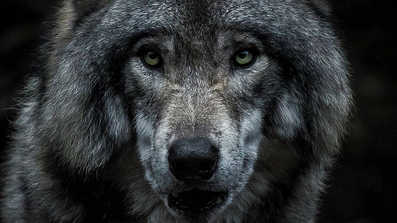 Espacio en blanco - Mito y leyendas del Lobo  - 19/05/24 - escuchar ahora