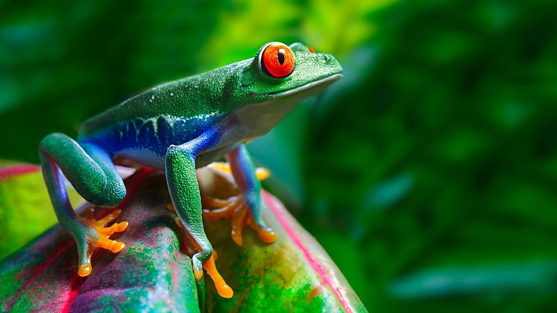 El gallo que no cesa - ¿Sobrevivieron los anfibios a la radiactividad de Chernóbil? - Escuchar ahora