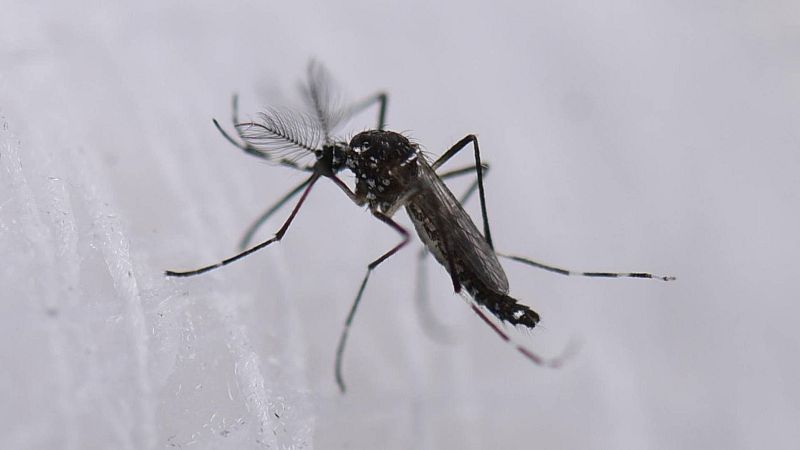 Las tardes de RNE - Los insectos se enfrentan a la extinción - 21/05/24