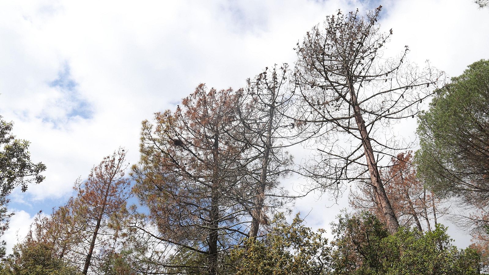 Es doblen les hectàrees de bosc afectades per la sequera | Joan Sisquella