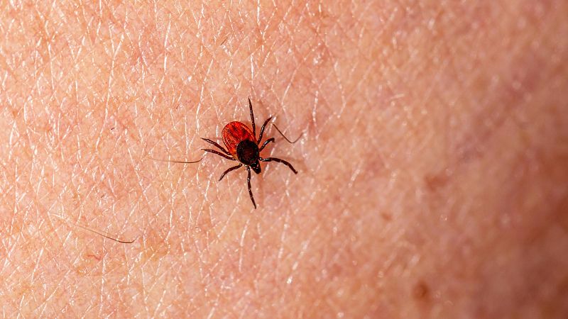 Xavifòrnia - Les malalties mortals que transmeten les paparres que s'expandeixen per Espanya