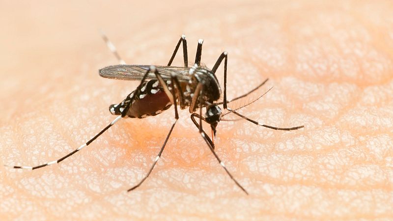 Les últimes pluges augmenten l'activitat dels mosquits a Barcelona