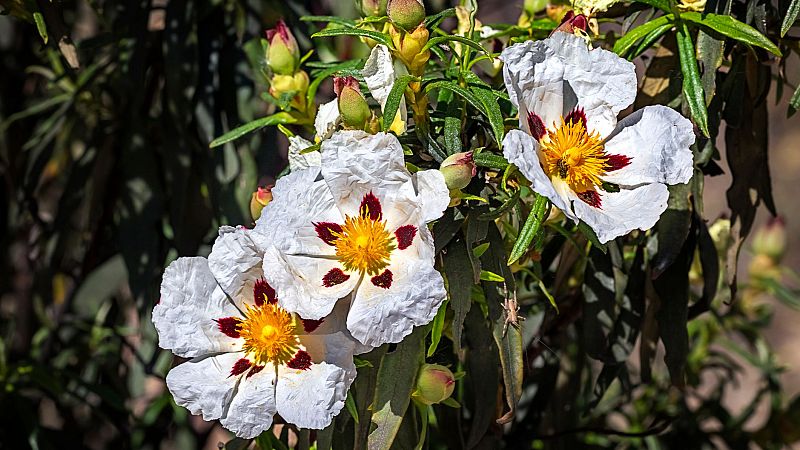 Reportajes Emisoras - Toledo - Destilería Jara - 13/06/24 - Escuchar ahora