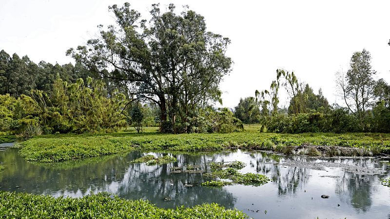 Cinco continentes - Crecen los asesinatos a defensores del medioambiente en Colombia