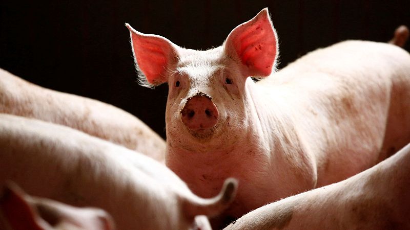 Las mañanas de RNE - ¿Cómo puede afectar al sector porcino la investigación que ha abierto China?