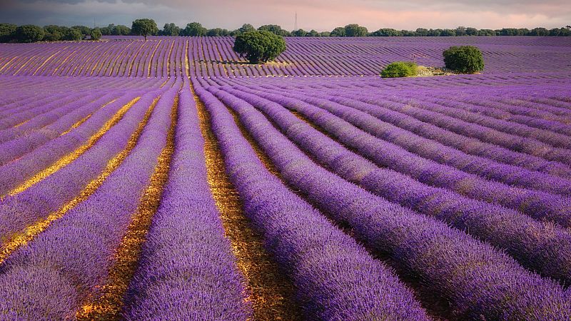 En clave turismo - La floración de la lavanda en los pueblos malvas de Burgos - 24/06/24