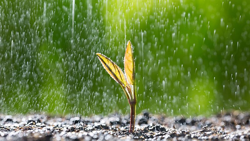 El gallo que no cesa - El laboratorio: Olores que despiertan nuestra sensibilidad - Escuchar ahora