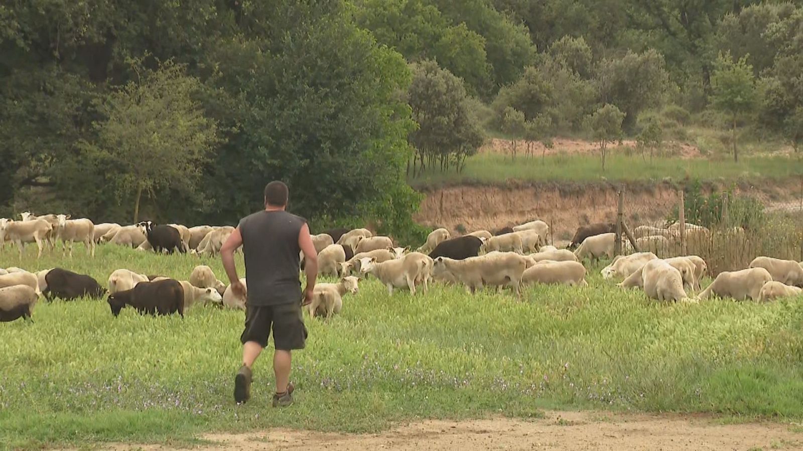 Les ovelles seran les primeres a vacunar-se contra la malaltia de la llengua blava | Joan Sisquella