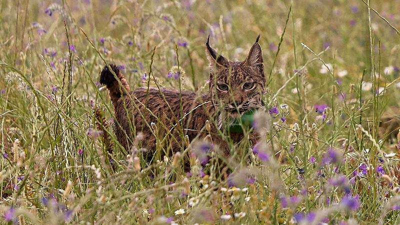 La cresta de la onda - El lince ibérico ya no está en peligro de extinción - 09/07/24 - escuchar ahora