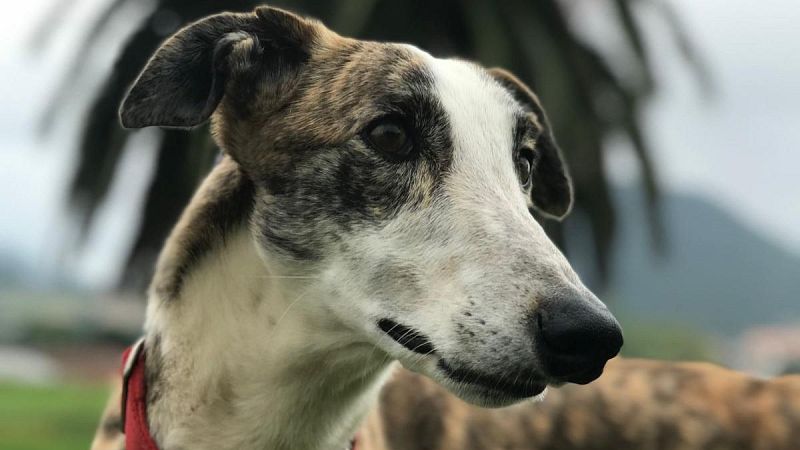 Por tres razones - Bicis y perros como terapia para la reinserción de presos