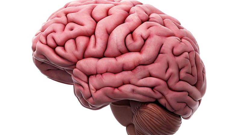 A su salud - Día Mundial del Cerebro - 24/07/24 - Escuchar ahora