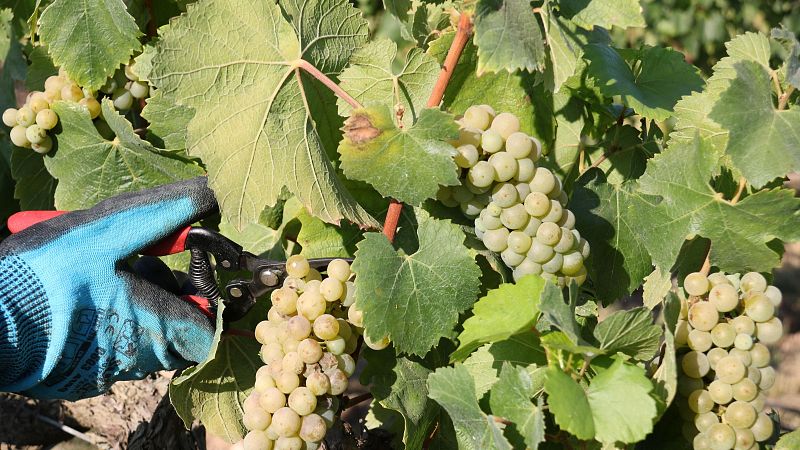 Raimat enceta la verema dins la normalitat