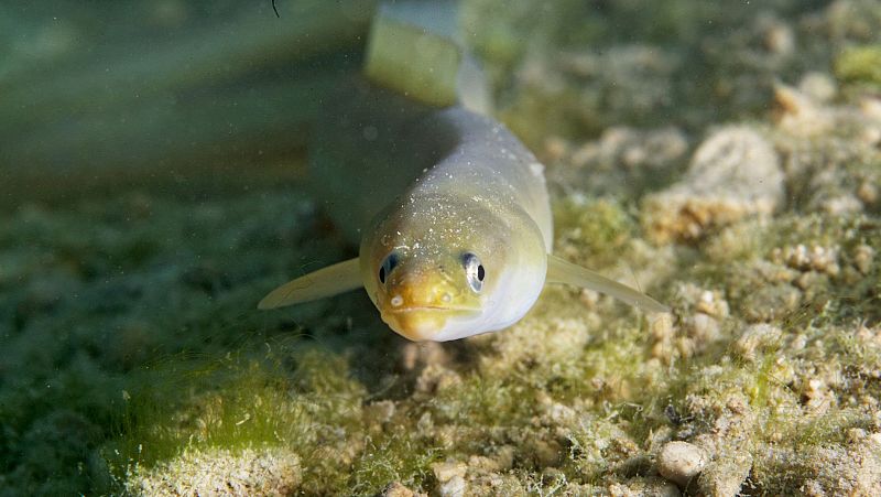 Españoles en la mar - La anguila europea, una especie al borde de la extinción - 09/08/24 - Escuchar ahora