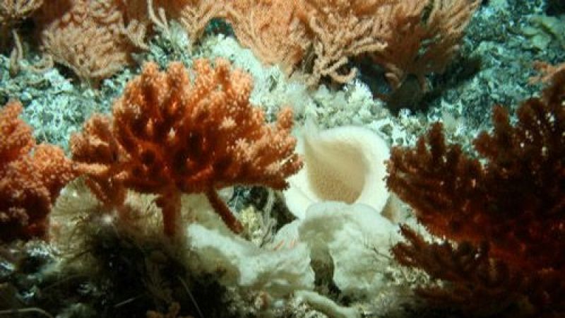 Españoles en la mar - El IEO estudia los cañones submarinos de Alicante y Benidorm - 19/08/24