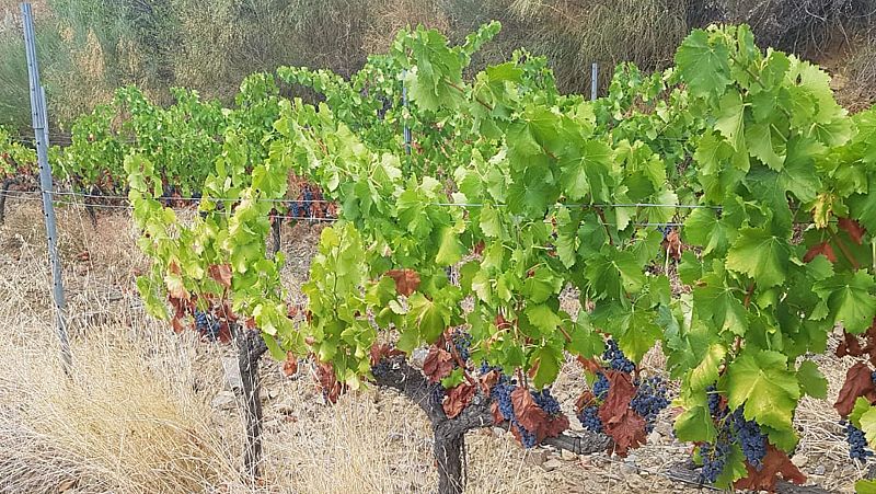 La sequera posa en perill les vinyes del Priorat | Judit Huerta