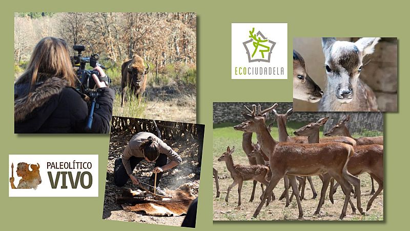 Menudo planazo en Radio 5  - Despedimos agosto entre ciervos y bisontes - 31/08/24