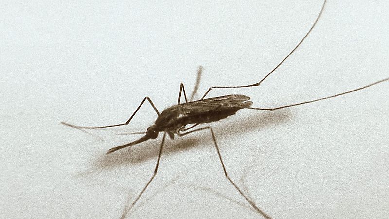 A golpe de bit en Radio 5 - Virus del  Nilo: un viejo conocido -  04/09/24