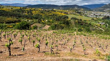 D.O. Valdeorras, la cuna del godello