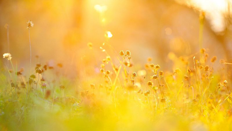 Letras en juego - Amargo amarillo - 15/10/24 - Escuchar ahora