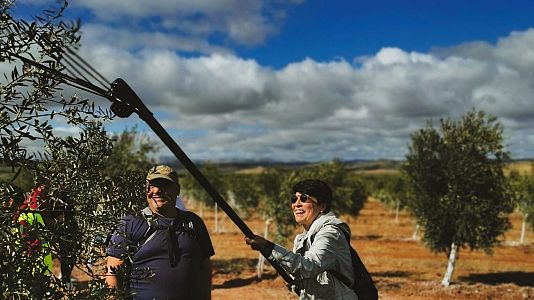 Recogemos la aceituna en la almazara milenaria de Antequera