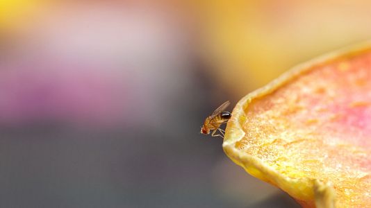 Mapeado el cerebro de la mosca de la fruta