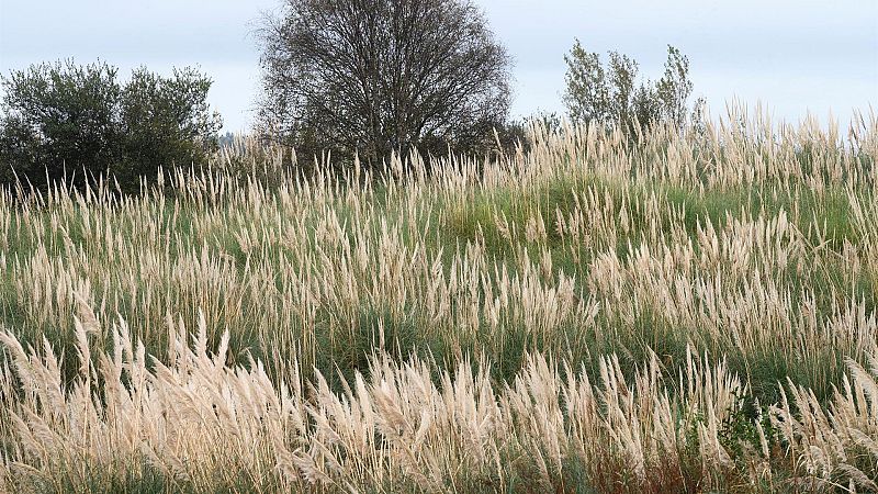 Entre probetas - Plantas invasoras y otras plagas - 19/11/24