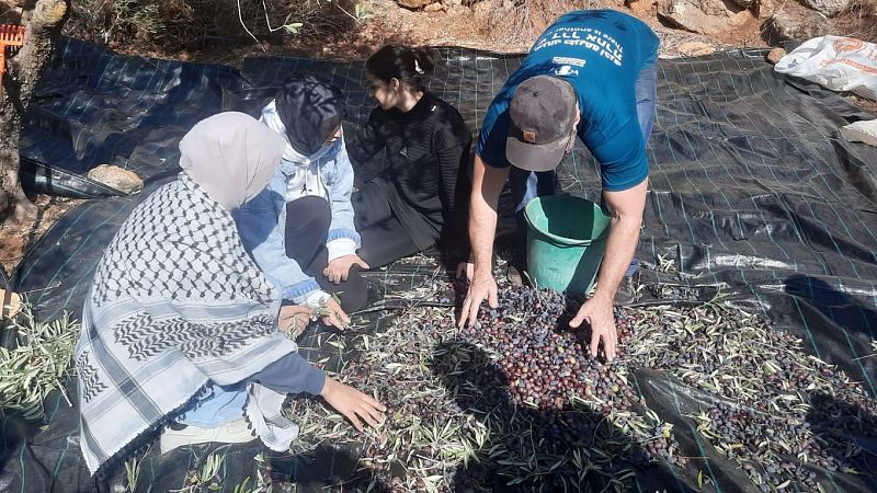 La perseverancia de los olivareros palestinos frente a los ataques de los colonos: "Es nuestra tierra"