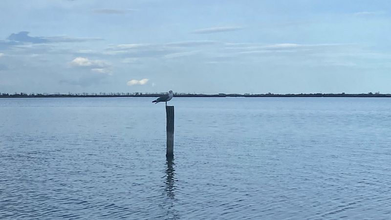 Global 5 - Valli di Comacchio (III): la observación de aves - 26/11/24 - Escuchar ahora