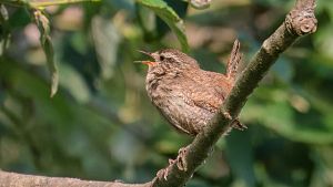 Quan la brossa noms sigui orgnica i beneficis dels sons de la natura