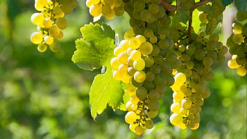 La verdejo, esencia de Castilla