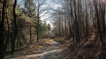 Boscos: Del risc d'incendi a l'oportunitat + A Super Power to Defend Nature