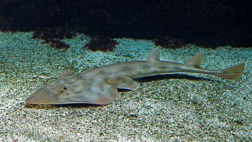 Navidades en el acuario, unas fiestas diferentes